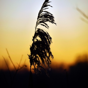 Roseau commun devant un coucher de soleil - Belgique  - collection de photos clin d'oeil, catégorie plantes